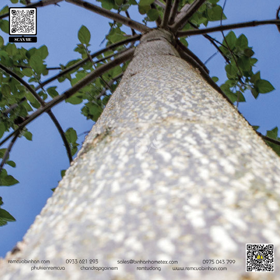 Rèm sáo gỗ Paulownia - Ưu nhược điểm và so sánh với gỗ tùng, gỗ thông | Rèm cửa Bình An